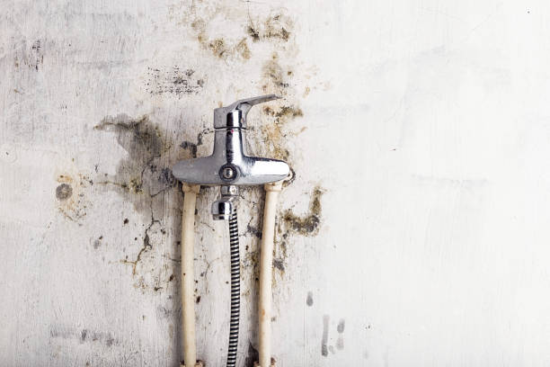 Best Mold Remediation  in Arlington, GA