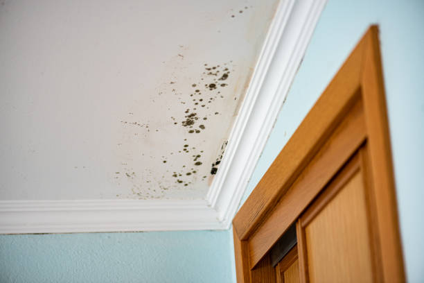 Attic Mold Removal in Arlington, GA
