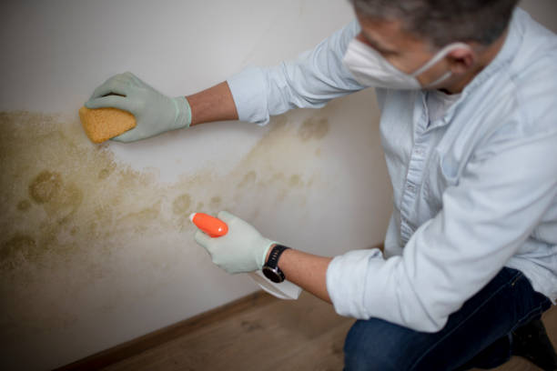 Best Commercial Mold Removal  in Arlington, GA
