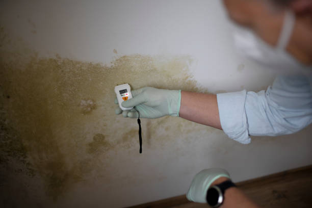 Best Mold Damage Repair  in Arlington, GA