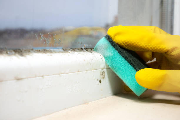 Professional Mold Removal in Arlington, GA