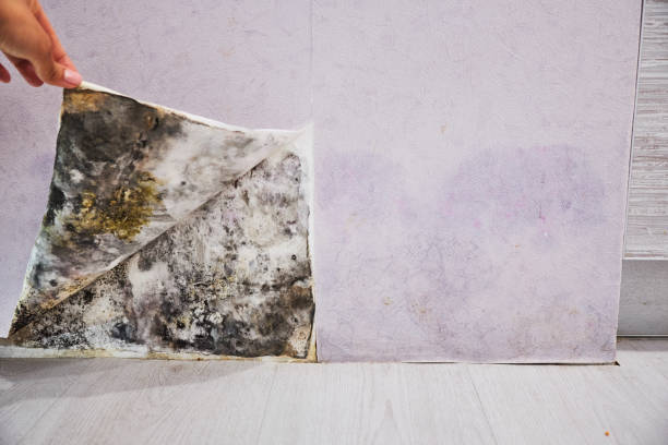 Best Mold Removal Company Near Me  in Arlington, GA